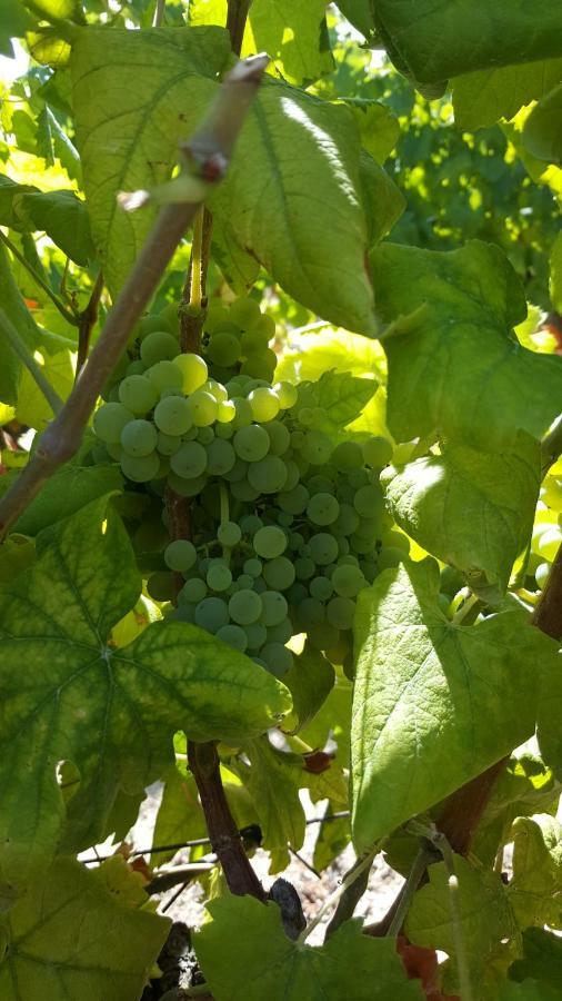 Quinta Do Acipreste Lamego Kültér fotó