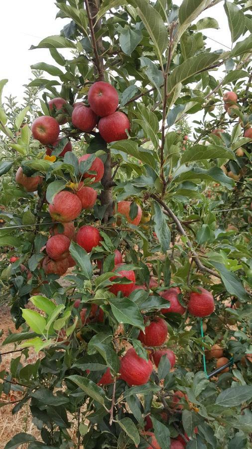 Quinta Do Acipreste Lamego Kültér fotó